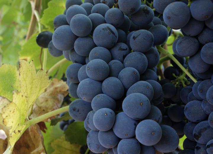 Caracterització de la singularitat vitivinícola de la DO Montsant