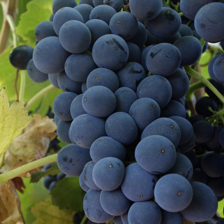 Caracterització de la singularitat vitivinícola de la DO Montsant